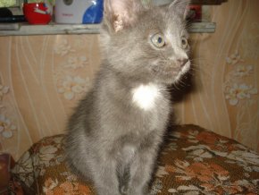 Котэ, которых застали врасплох