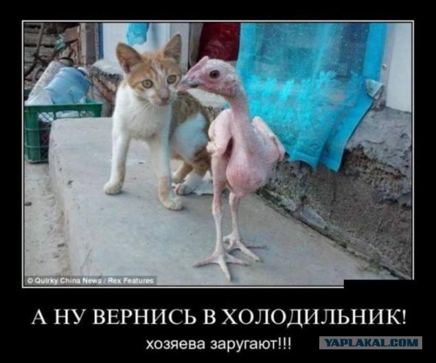 Веселое из сети