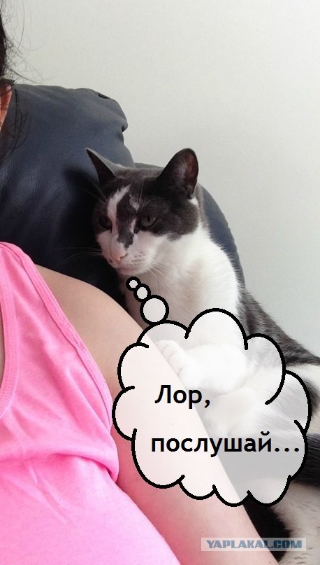 Настало время серьезного разговора с котом