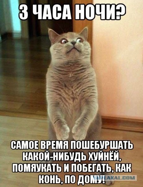Котовторнику посвящается.