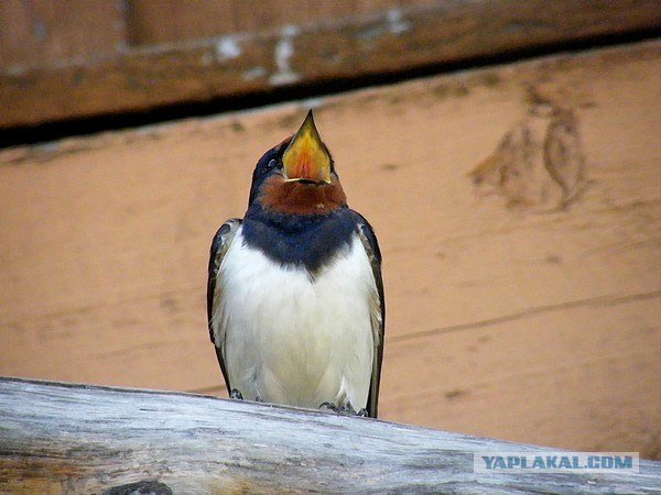 Небольшая дверь в Лето!