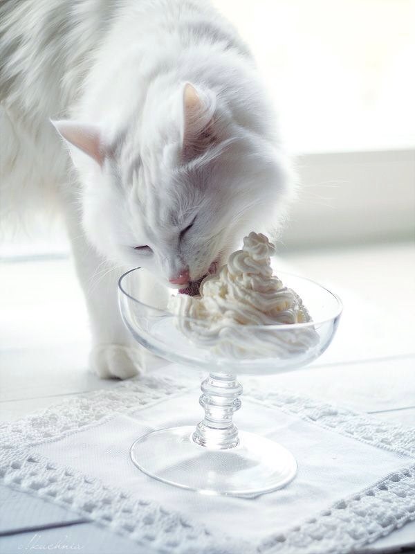 Котовторник наступил!:)