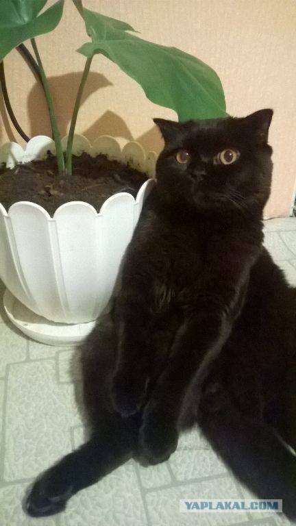 Котовторник
