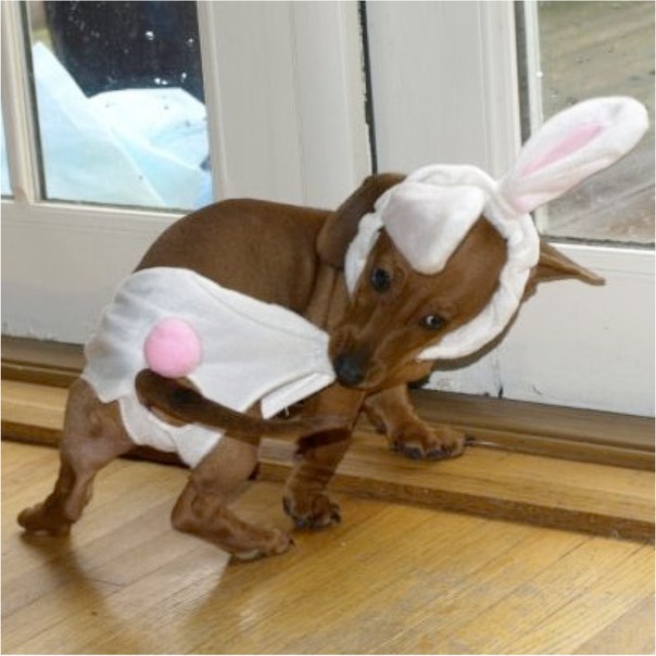 Собакочетверг же, ау!