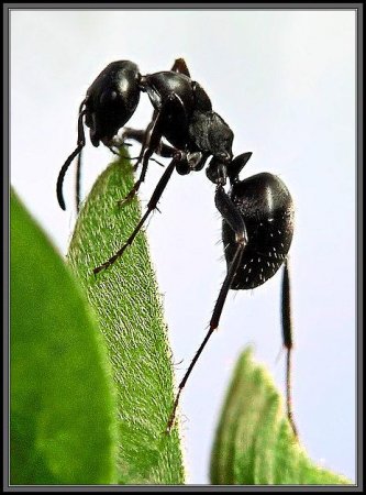 НАСЕКОМЫЕ. Мухи, бабочки, мотыльки, моль, и все летающие твари, пауки