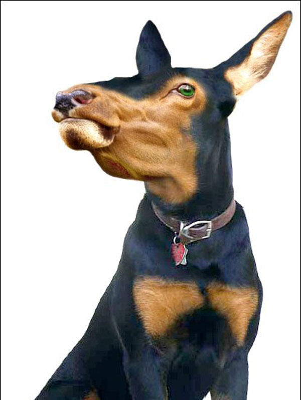 Я легенда