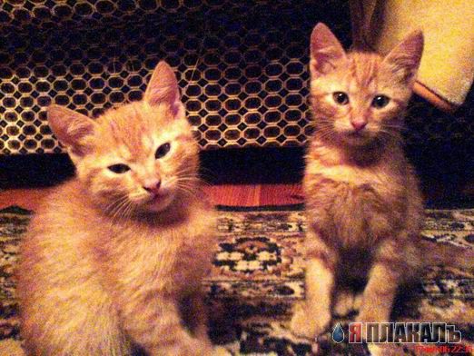Вторничный котомёт