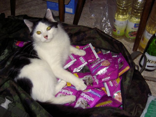 Народный котомет на фторинег