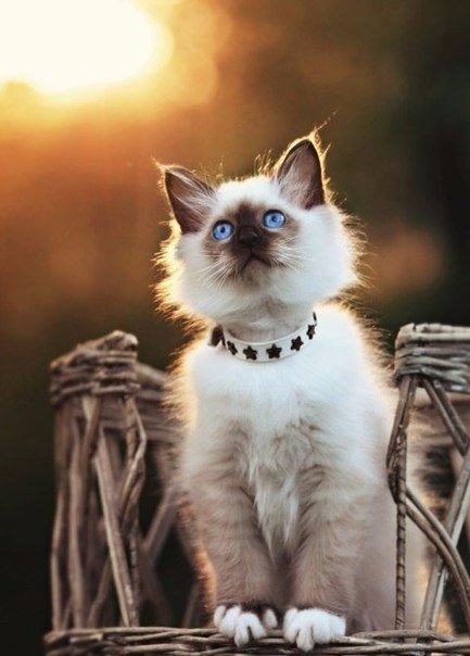 Коты из сети