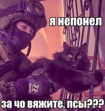 Коты из сети