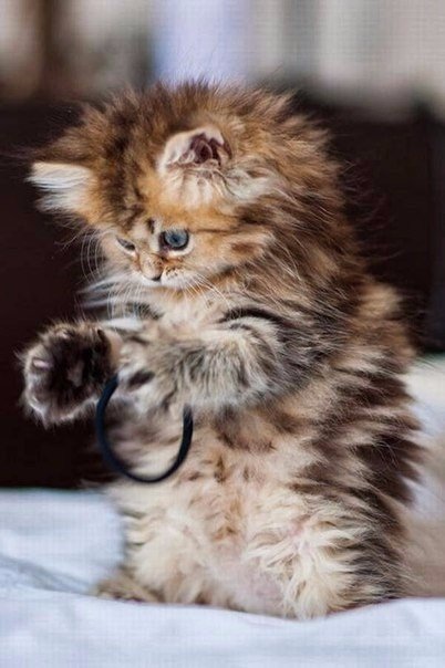 Коты из сети
