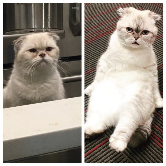 Коты из сети