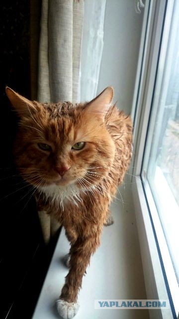 Котовторник 10.01.2017
