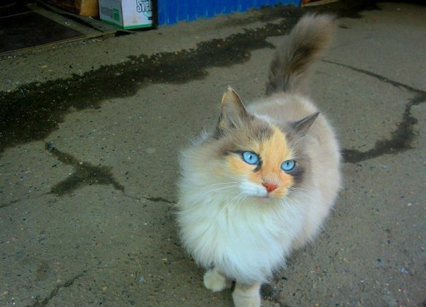 Коты из сети