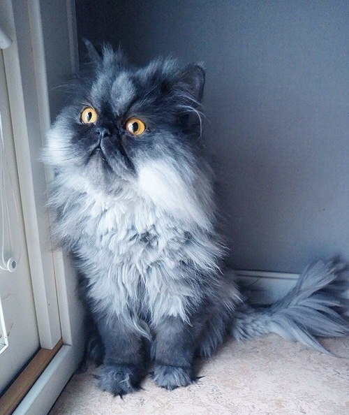 Коты и Кошки