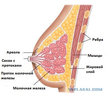 Крещение и девушки в купелях