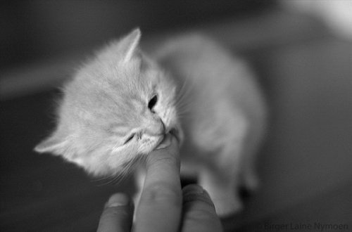 Супер-котофото на котовторник