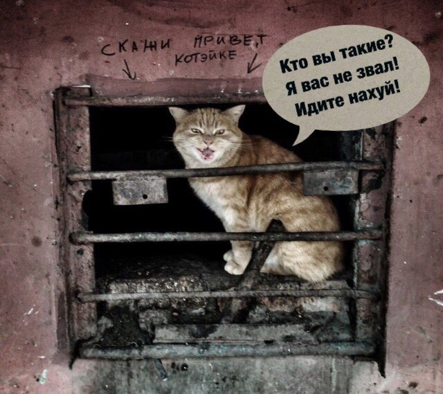 Прикольные картинки абавсём
