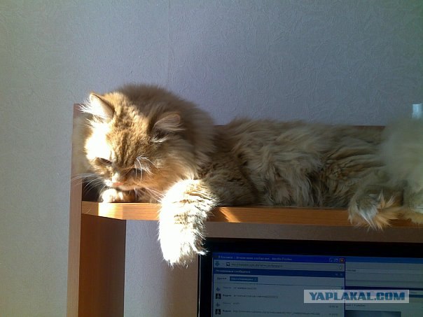 Котовторник 24.07.2012