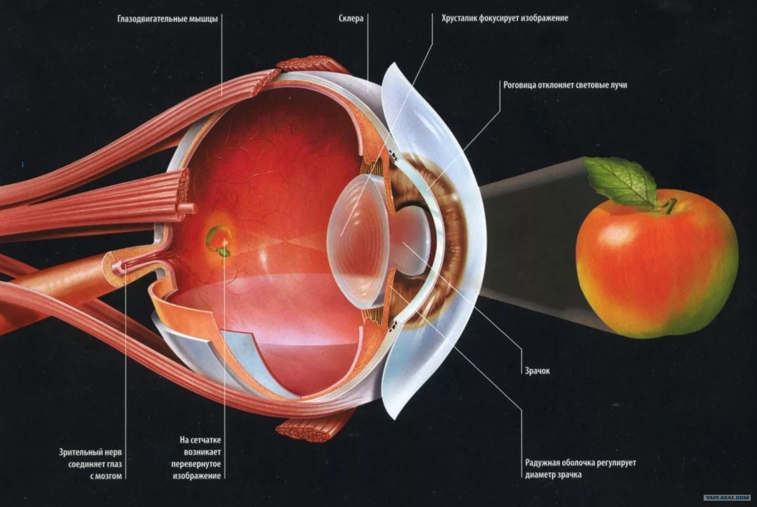 Составляющее глаза. Строение хрусталика и сетчатки глаза. Строение глаза. Анатомия глаза. Анатомия глаза человека.