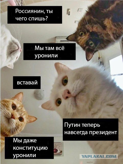 Учёные выяснили, что кошки мяукают специально для человека