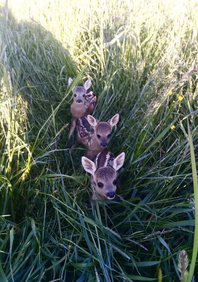 Забавные животные