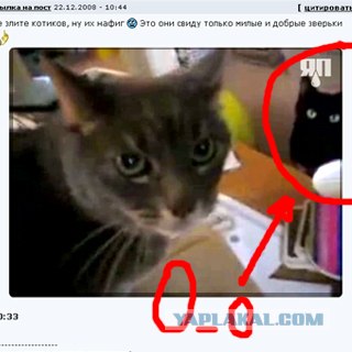 Котофеич почуял неладное...