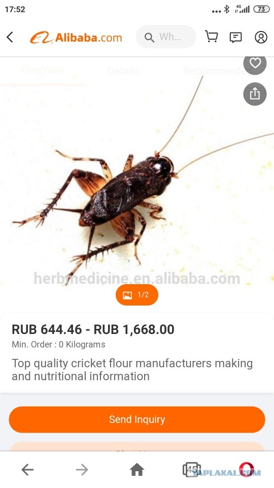 В России появятся мясо и хлеб из белка насекомых