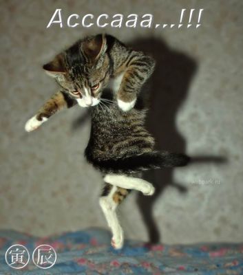 Кот заметил мясо