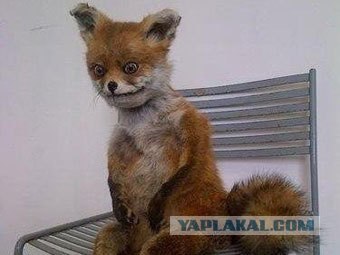 Сижу такой ловлю рыбу