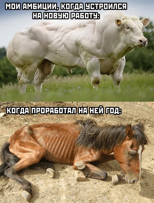 Весёлый полтишок 8.06.21