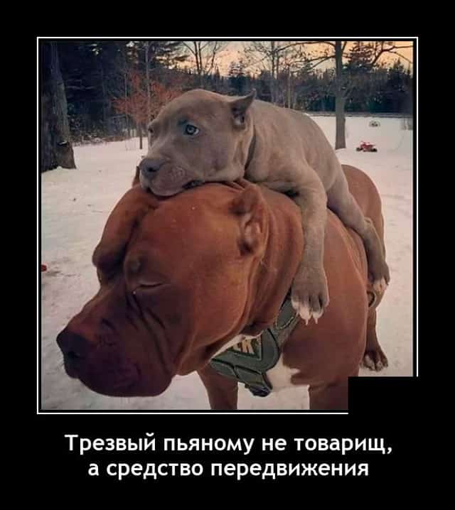 Алкопост 12.11.21