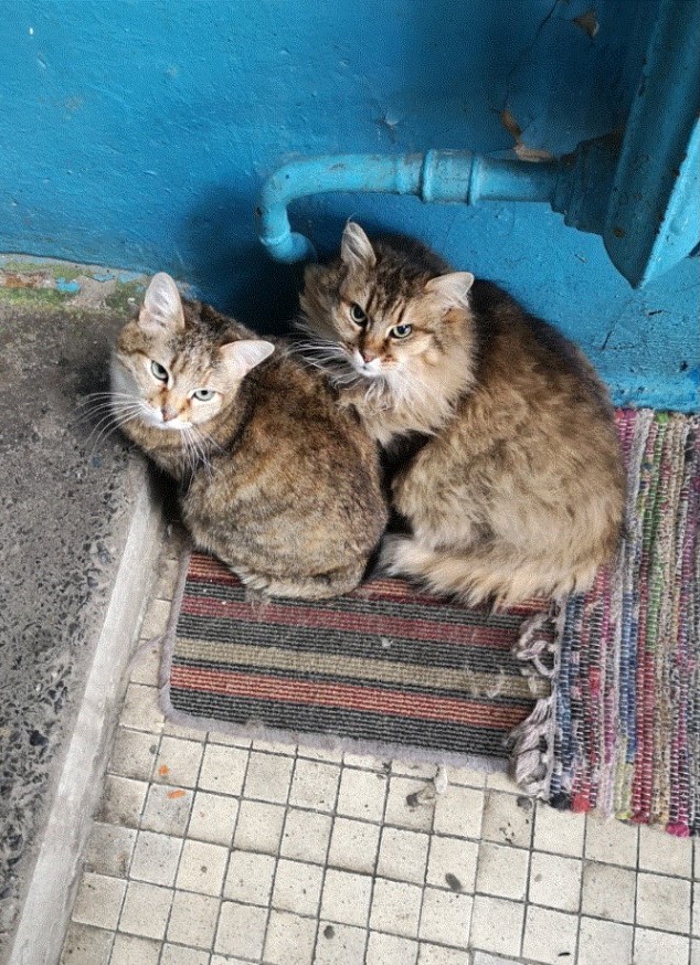 Кошки в Киеве