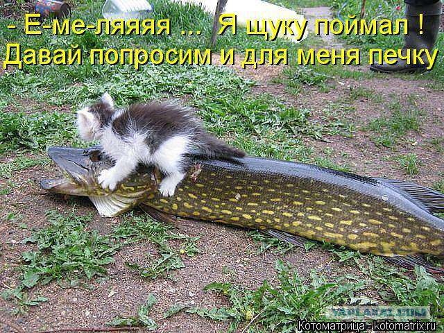 Купи пиво