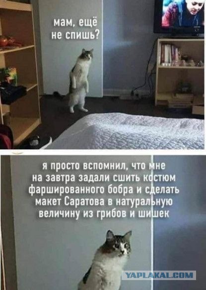 Совсем свихнулись?