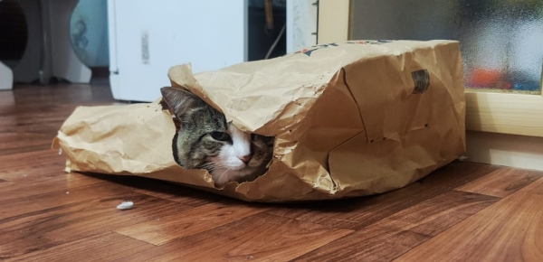 Котовторник жеж!!!
