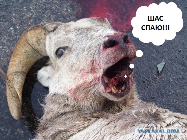 Неистовая борьба закончилась несчастным случаем.