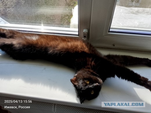 Спасение кота в мешке