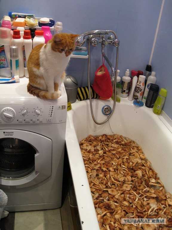 Котовторник 17.09.2013