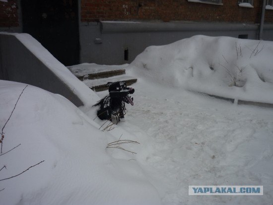 Креативная пёсомусорка