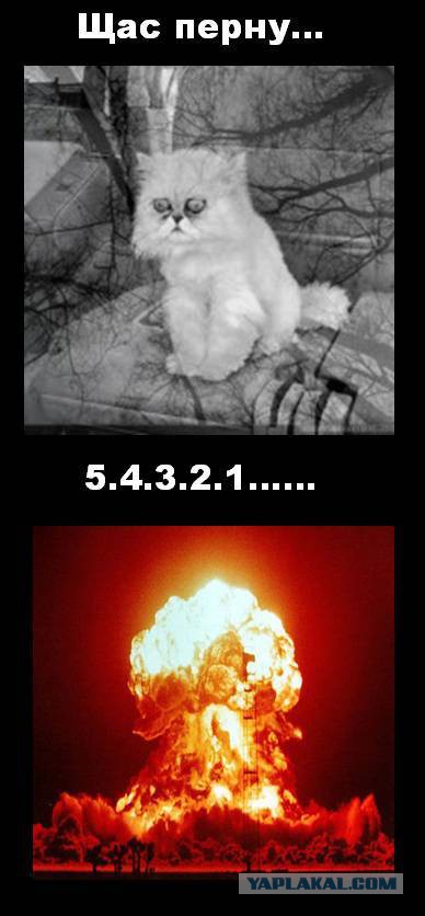 Кошачья безысходность