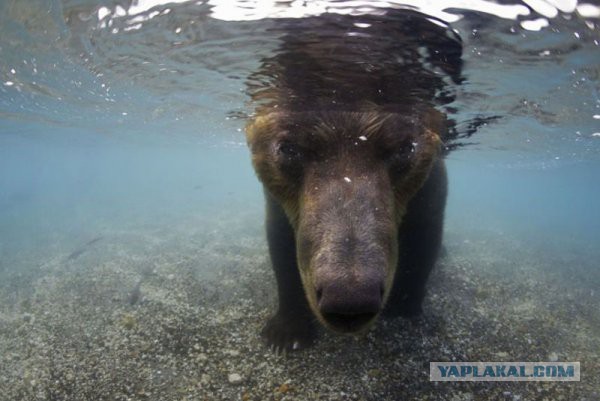 Бурые медведи охотятся на лосося