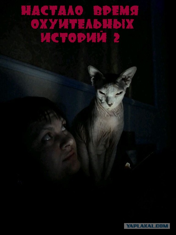 Котовторник 23.12.2014