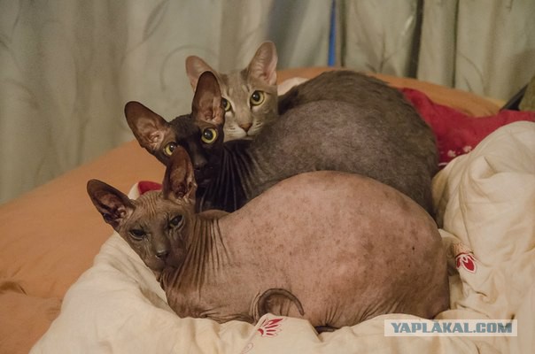 Кот. Просто кот
