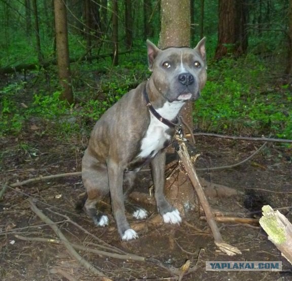 В Кирово-Чепецке хозяева привязали собаку к дереву