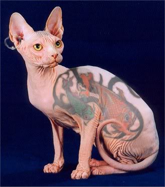 Наколи себе котэ!