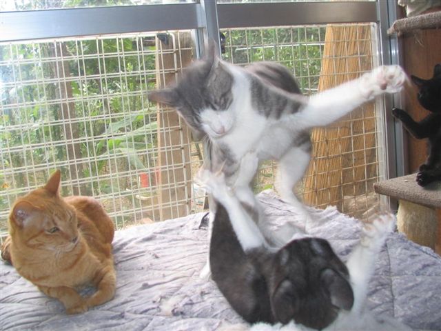 Коты, кошки, котята