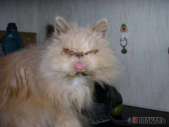 Коты, кошки, котята