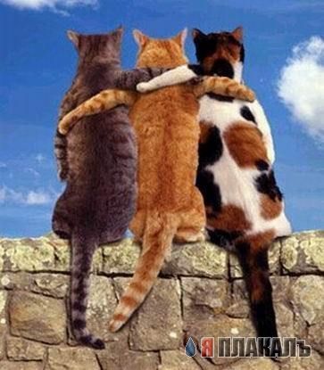 Коты, кошки, котята