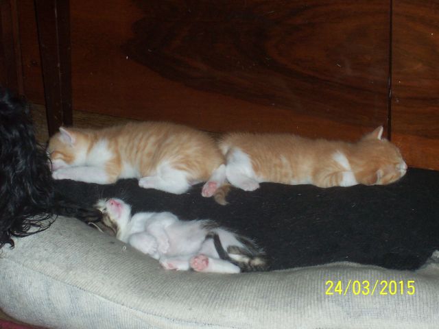 Котовторник  01.03.2016